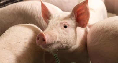 Submissions open for new £154k pig farming awards scheme